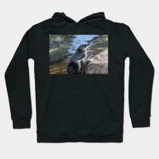 Little Blue Penguin Hoodie